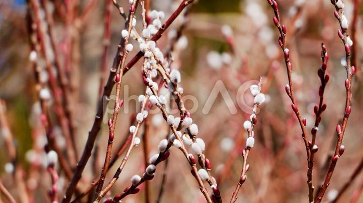 ほっこりふんわりネコヤナギ ネコヤナギ,花穂,白の写真素材