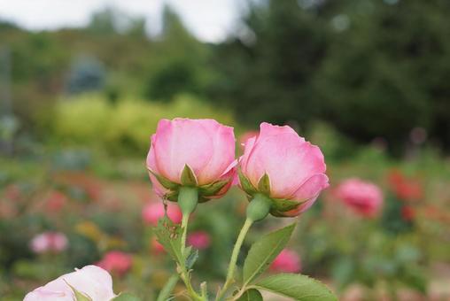 Photo, rose, pink, flower, 