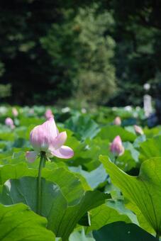 ハスの花 ハスの花の写真