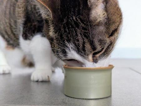 缶詰を食べる猫 缶詰を食べる猫 ペット,キャットフード,ご飯の写真素材