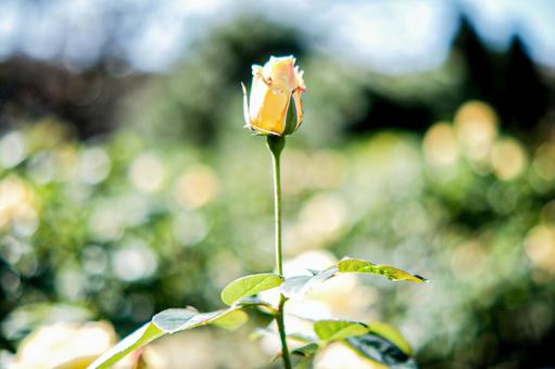 薔薇 薔薇の写真