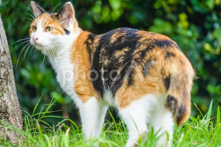 草原に佇む三毛猫 三毛猫,猫,草原の写真素材