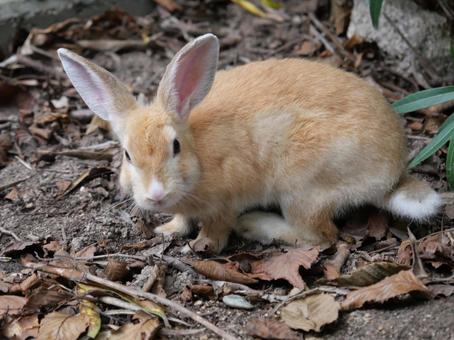 大久野島のウサギ 大久野島のウサギの写真