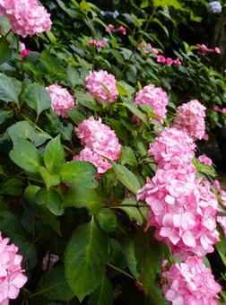 Photo, hydrangea, colorful, natural, 