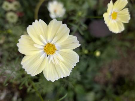 コスモスの花 5 コスモスの花 5 コスモス,黄色,花の写真素材