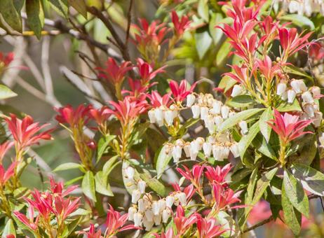 Photo, flower, caterpillar tree, wood, 