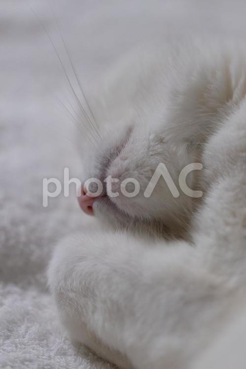 眠り白猫のアゴ 白猫,シロネコ,しろねこの写真素材