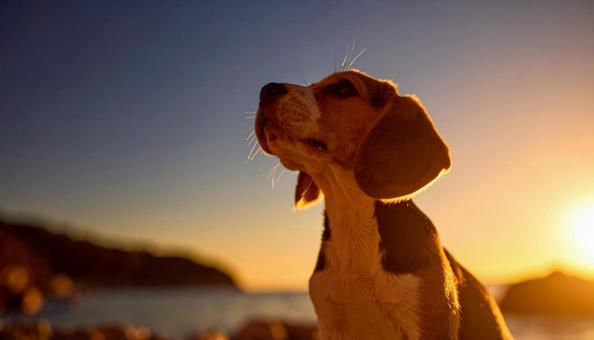 空を見上げるビーグル犬 ペットと散歩 空を見上げるビーグル犬 ペットと散歩の写真