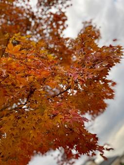 紅葉 紅葉 秋,紅葉,木の写真素材