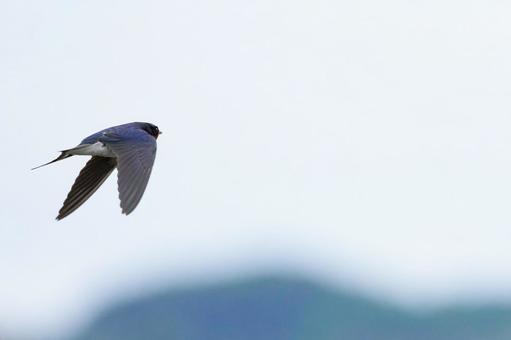 空背景 飛んでいるツバメ 空背景 飛んでいるツバメの写真