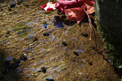 水の流れと紅葉 水の流れと紅葉 紅葉,落ち葉,水の写真素材