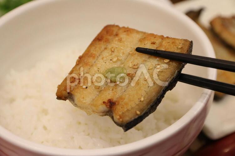 うなぎの白焼き うなぎ,ウナギ,鰻の写真素材