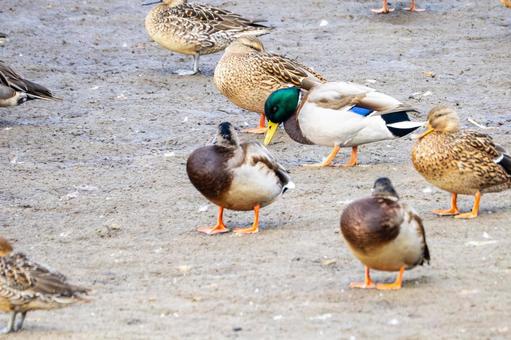 マガモの群れの写真