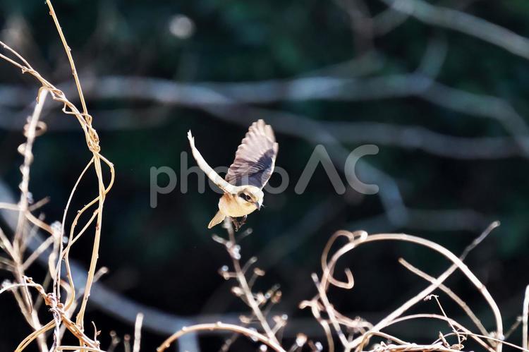 モズの飛び出し（羽ばたき） モズ,百舌鳥,百舌の写真素材