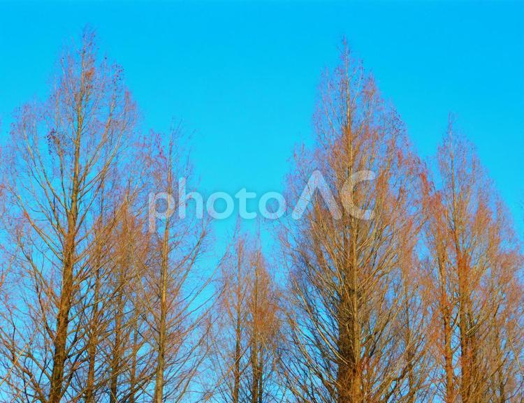 冬の木々と青空 木,冬,青空の写真素材