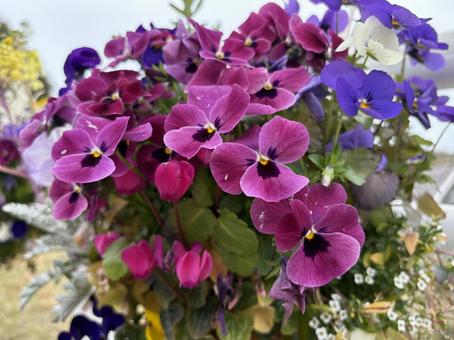 紫の寄せ植え 紫の寄せ植え 千葉県,柏市,あけぼの山公園の写真素材