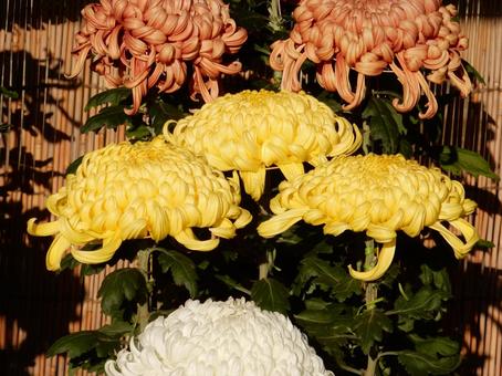 【風景写真】福山菊花展覧会の風景 キク,菊,菊花展の写真素材