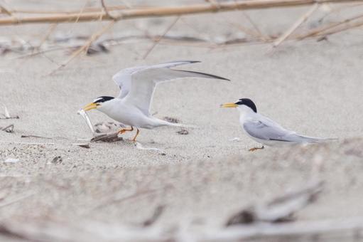 コアジサシ9(田原市) コアジサシ9(田原市) コアジサシ,鳥,野鳥の写真素材