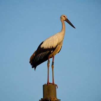 コウノトリ11 コウノトリ11の写真