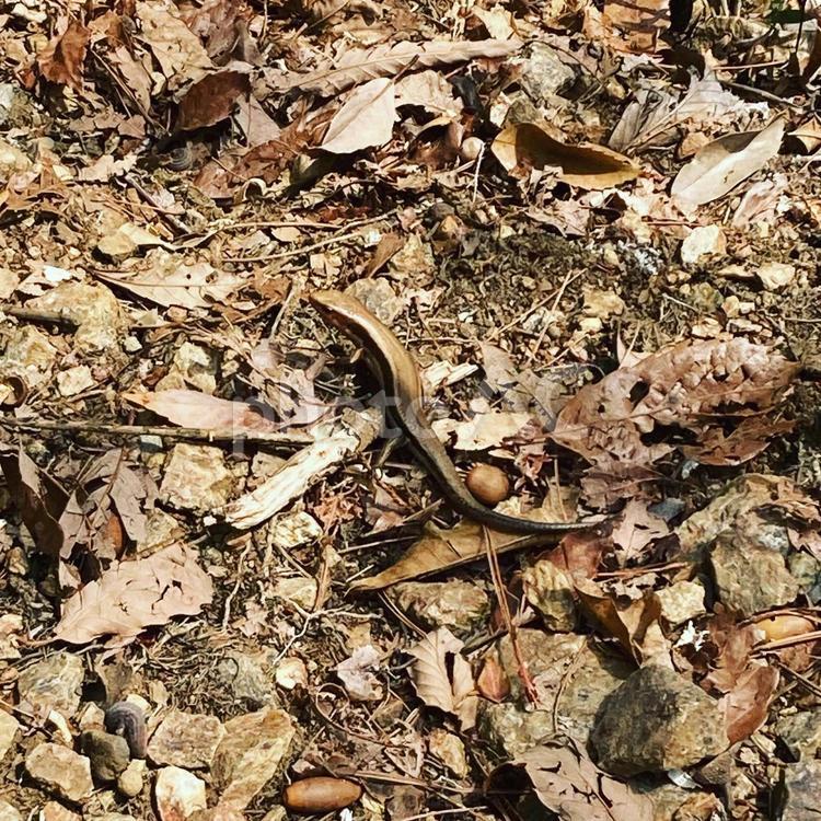 里山の生き物　トカゲ 里山,春,生き物の写真素材
