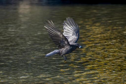 水辺のカラス 水辺のカラスの写真