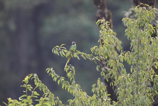 Black-headed Parakeet, JPG Black-headed Parakeet, JPG