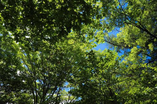 新緑 新緑 新緑,自然,風景の写真素材