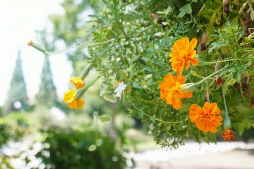 夏の公園に映えるマリーゴールド マリーゴールド,花,夏の写真素材