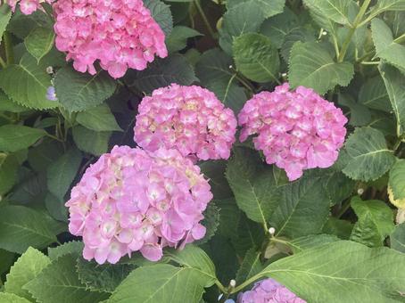 ピンクの紫陽花 ピンクの紫陽花の写真