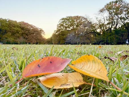 落ち葉と夕暮れの公園 秋,紅葉,落ち葉の写真素材