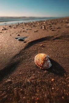 夕日に照らされる砂浜の貝殻 夕日に照らされる砂浜の貝殻の写真