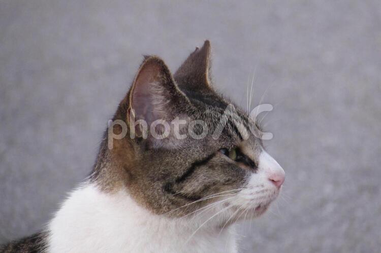 野良猫の横顔 野良猫,瀬長島,猫の写真素材