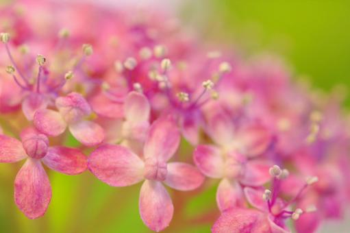 アジサイ ピンクの花 ピンクの紫陽花 アジサイ ピンクの花 ピンクの紫陽花の写真