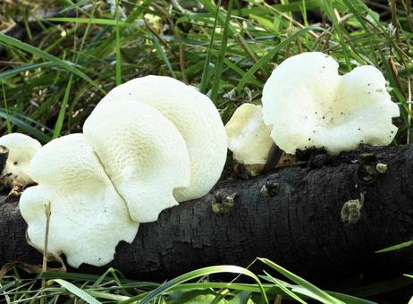 Mushrooms growing on branches, JPG