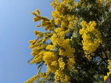 青空に映える満開のミモザの花 春 青空に映える満開のミモザの花 春の写真