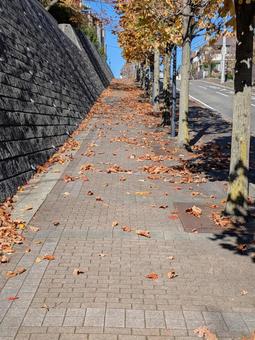 小雪過ぎのユリノキの落ち葉のある並木道 街路樹,歩道,ユリノキの写真素材