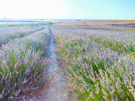 ラベンダー畑 ラベンダー畑 ラベンダー,花,ハーブの写真素材