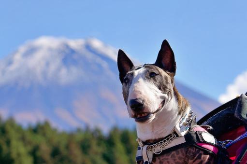 ブルテリアのポートレート 犬,ブルテリア,テリアの写真素材