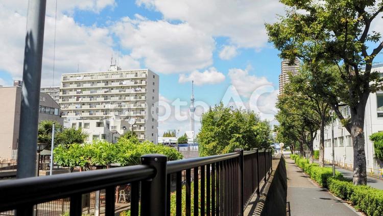 初秋の横十間川公園＆スカイツリー・江東区 初秋,横十間川親水公園,東京スカイツリーの写真素材