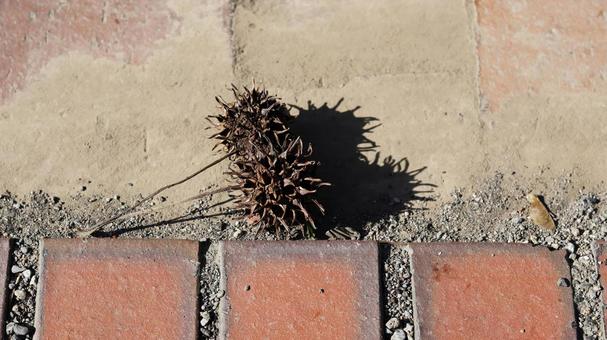 【植物の写真】モミジバフウの実 モミジバフウ,紅葉,紅葉葉楓の写真素材