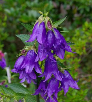 アオバナホタルブクロ アオバナホタルブクロ,青花蛍袋,カンパニュラの写真素材