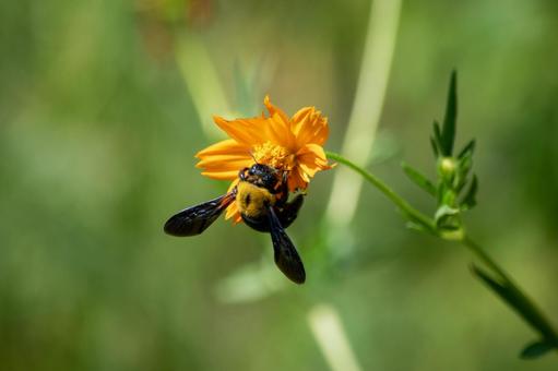 鮮やかなオレンジ色の花にとまるクマバチ 鮮やかなオレンジ色の花にとまるクマバチの写真