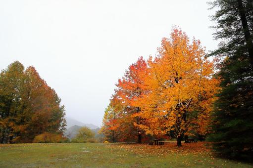 雨に煙るモミジの山 紅葉,神戸市立森林植物園,11月の写真素材