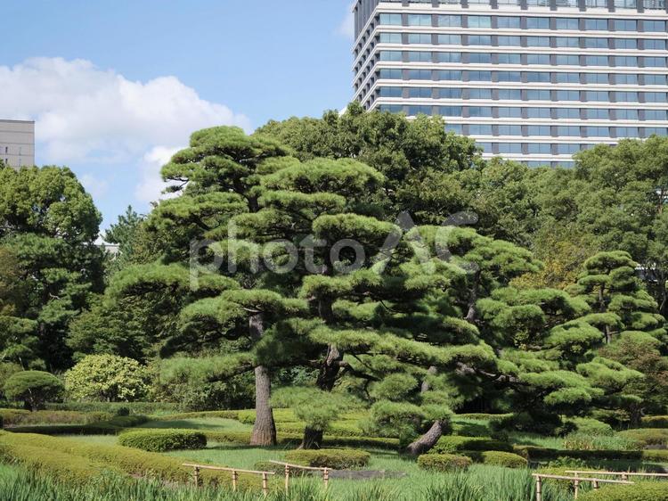 江戸城二の丸庭園の風景 草,江戸城二の丸庭園,松の写真素材