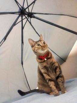 Cat and umbrella, JPG