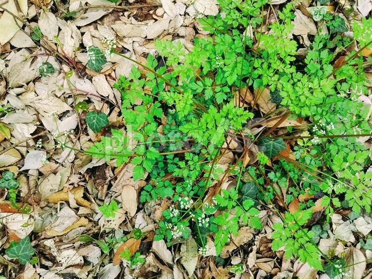 枯れ葉の中のセントウソウ 野草,雑草,森の写真素材