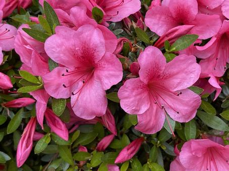 Kanda River in May: Azalea Flowers 2025, JPG