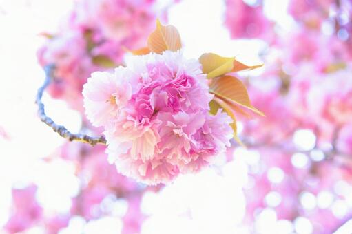 ピンクのお花 ピンクのお花の写真