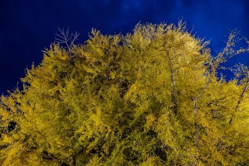 北金ヶ沢の大イチョウ 北金ヶ沢の大イチョウ,ビックイエロー,銀杏の写真素材