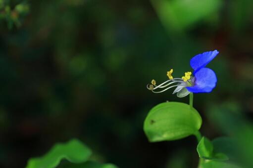 涼やかな青色の花 露草,花,ツユクサ科の植物の写真素材